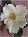 cherokee rose - rosa laevigata